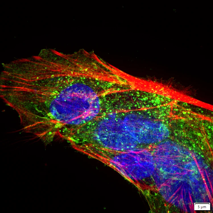 Colorazioni in immunofluorescenza